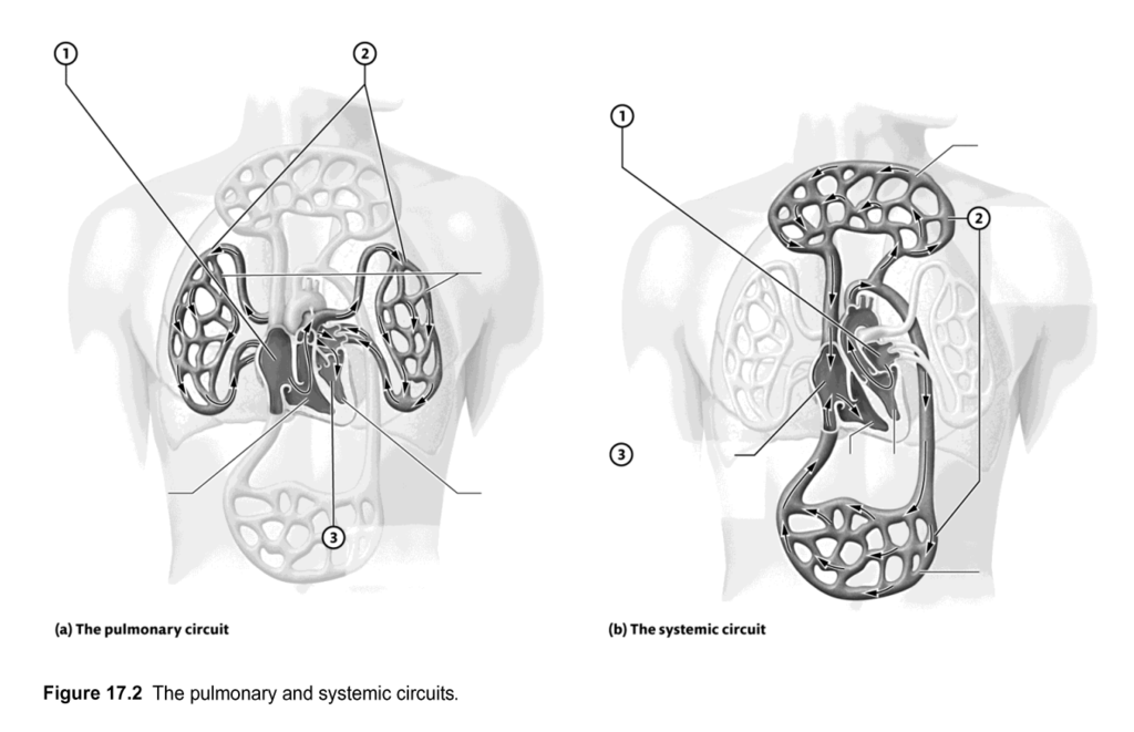 Pulmonary and Systemic circuits Diagram | Quizlet