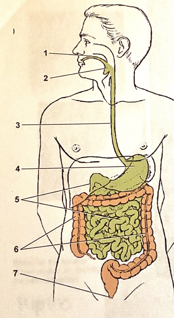 Alimentary System Diagram Quizlet