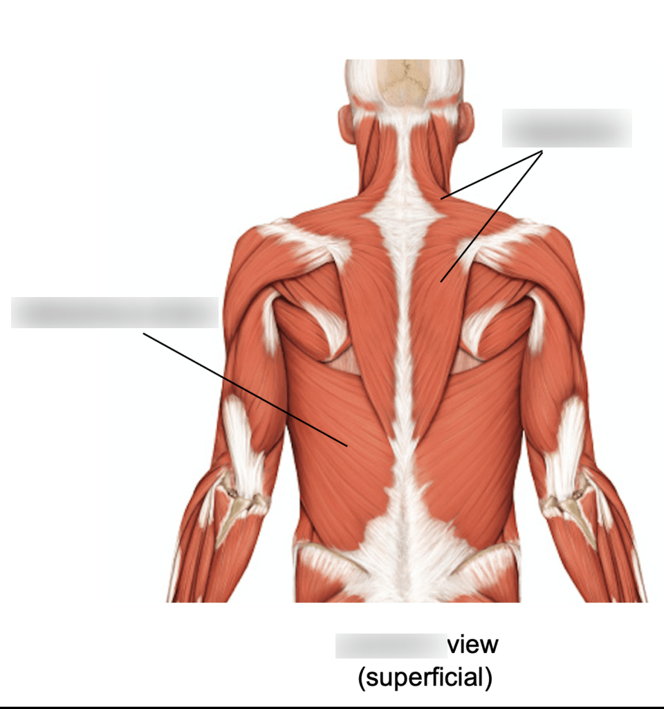 Back Muscles Superficial Diagram Quizlet