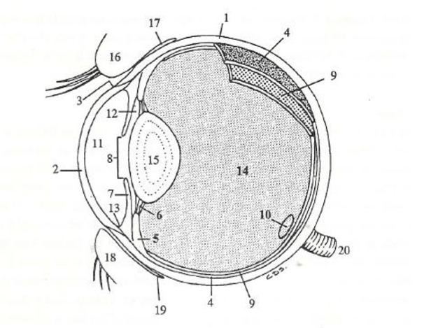 eyeball 1/2 Diagram | Quizlet