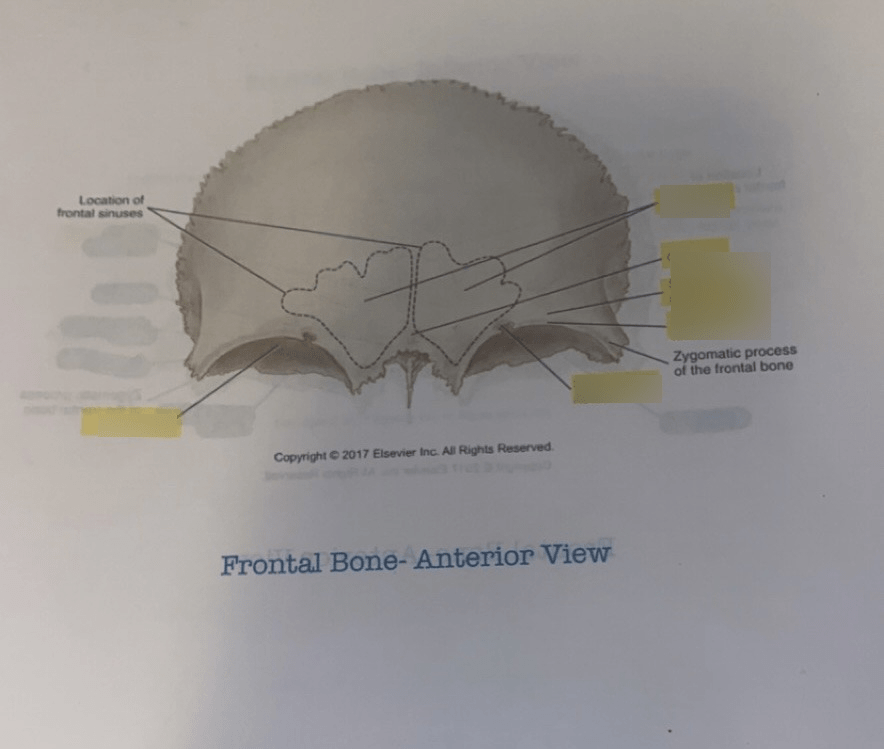 BONES QUIZFrontal bone anterior view Diagram Quizlet