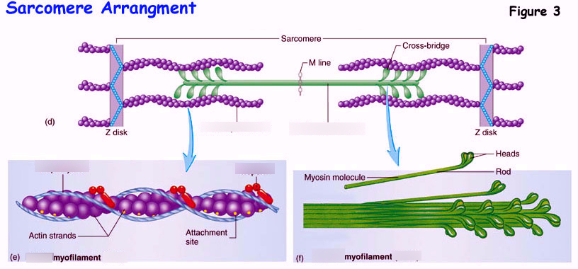 Sliding Filament Theory Diagram | Quizlet