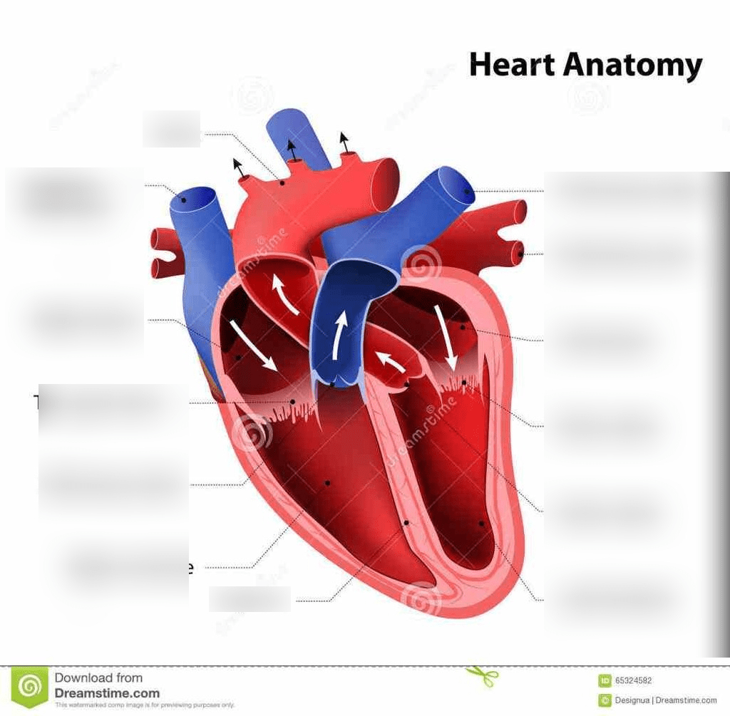 Health Assessment Quiz Heart Valves Diagram | Quizlet