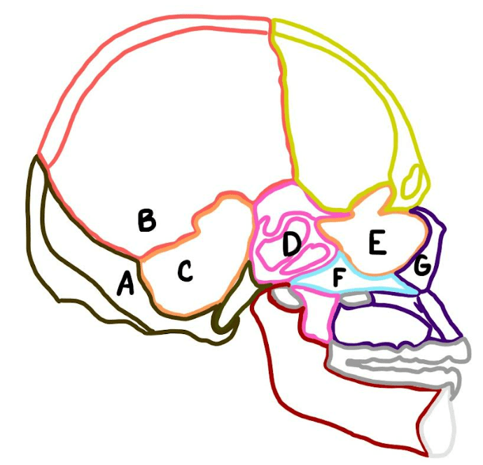 skull bones Diagram | Quizlet