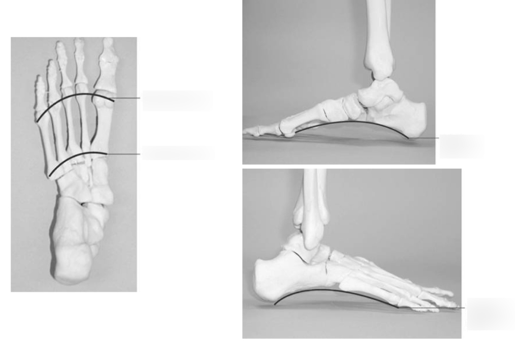 Foot Arches Anatomical Diagram Quizlet