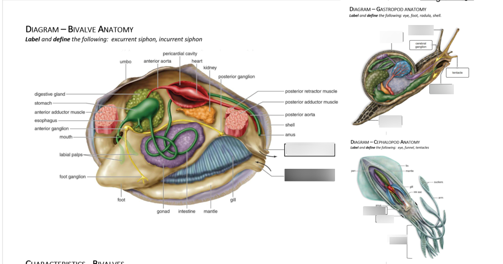 Mollusca Diagram Quizlet