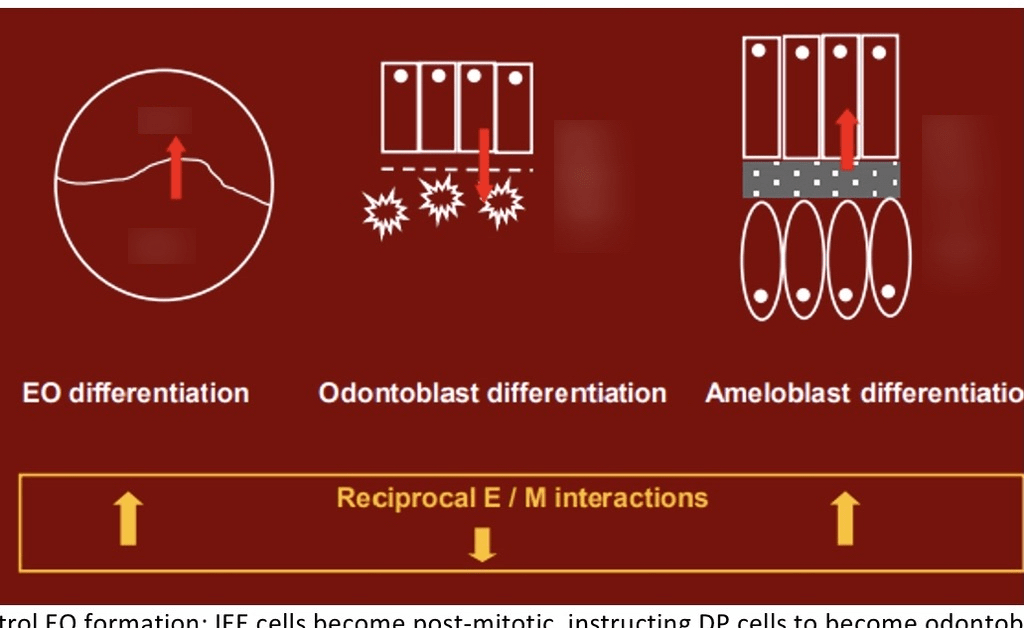 Diagram of Reciprocal Induction Quizlet