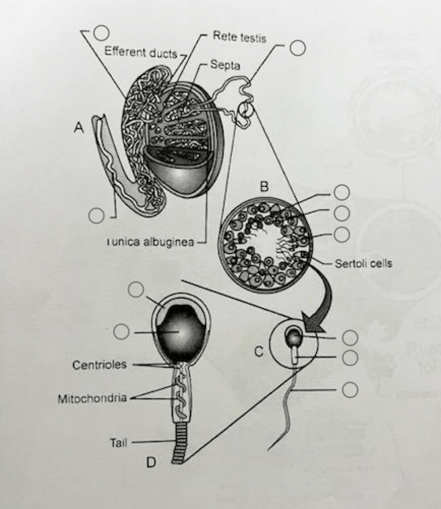 Male Reproductive System: A&P II (Diagram) Part 3 Diagram | Quizlet