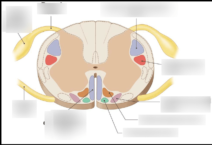 descending motor pathway Diagram | Quizlet