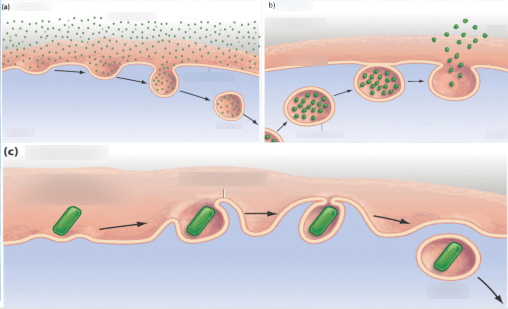 Endocytosis Phagocytosis, Pinocytosis, & Exocytosis Diagram Quizlet