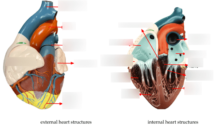 Bio 1B: Lab 17, Heart and Blood Diagram | Quizlet