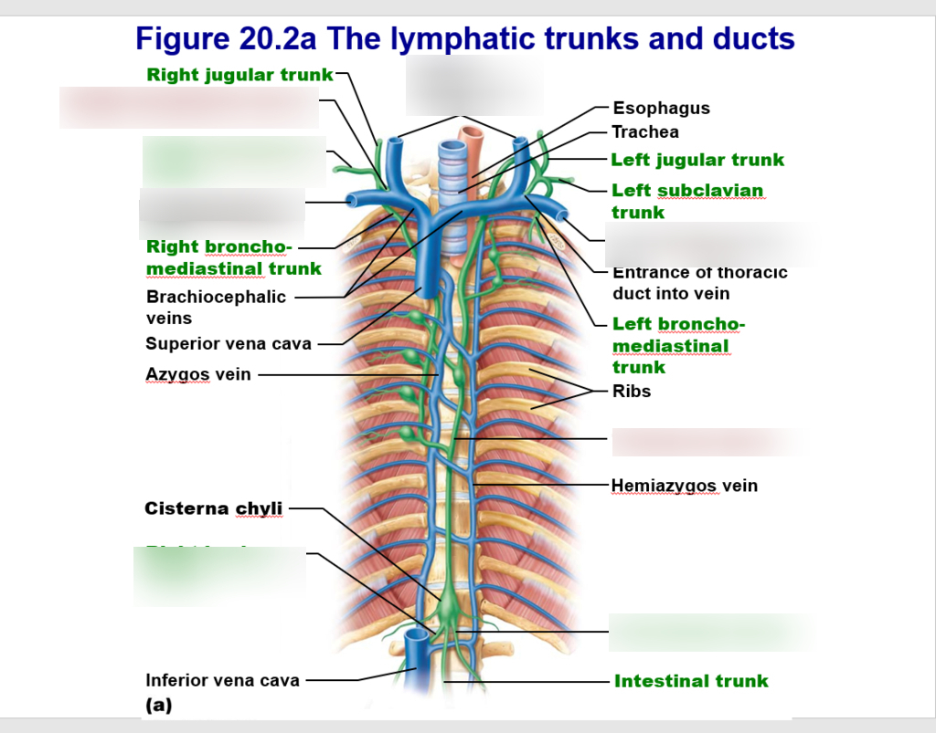 lymphatic system Diagram | Quizlet