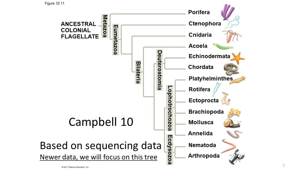 Introduction to animal form/function (Metazoa) Invertebrates 1