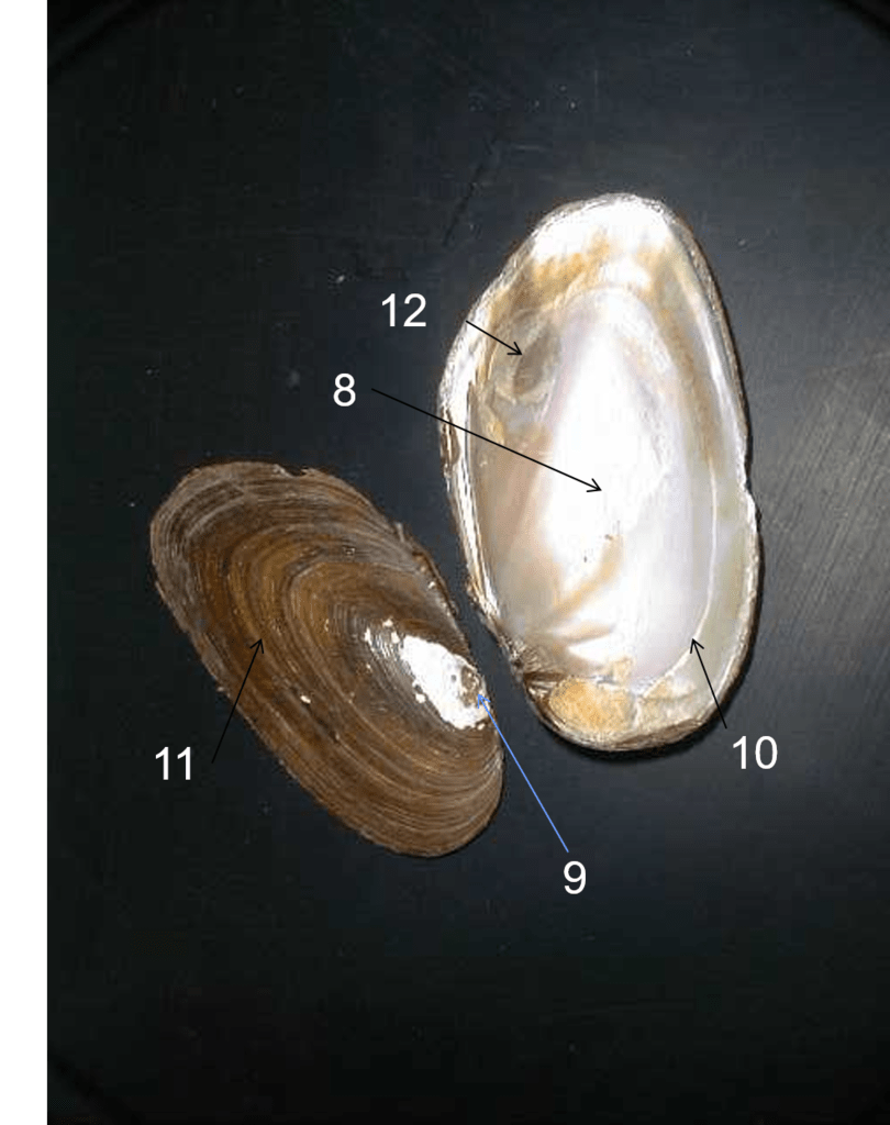 Mollusca 2 Diagram Quizlet