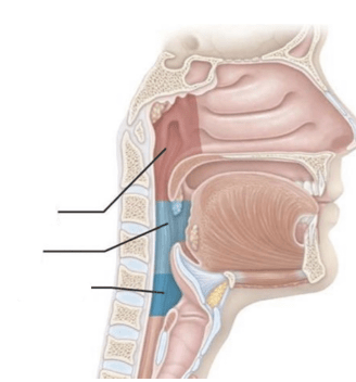 Pharynx Diagram Diagram | Quizlet