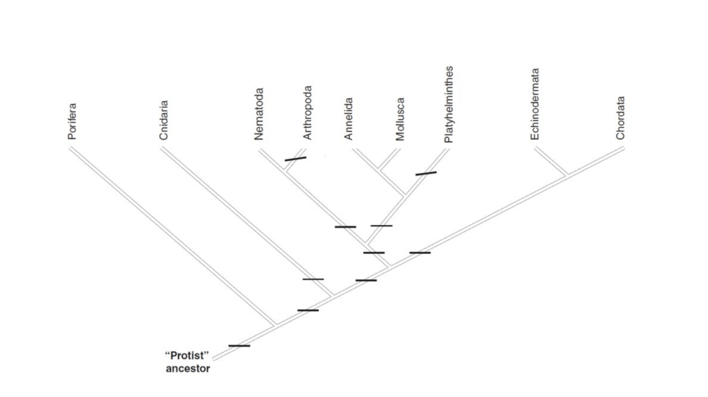 evolutionary relationships of animal phyla Diagram Quizlet