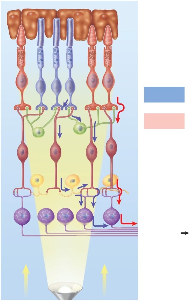 BIO 201 - Schematic layers of the retina Diagram | Quizlet