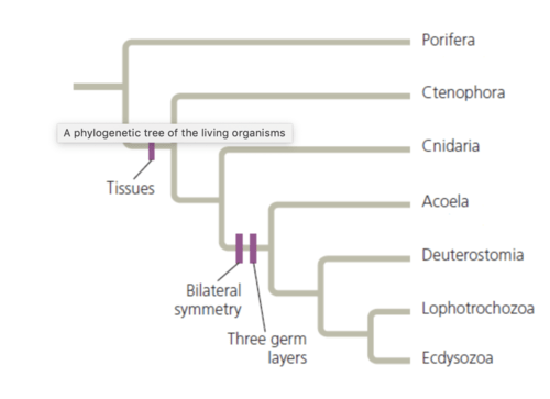 Bio 204 Exam #3 Potential Q's Flashcards | Quizlet