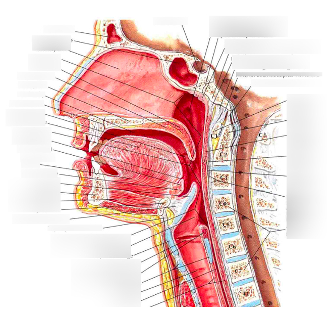 Diagram of phary | Quizlet