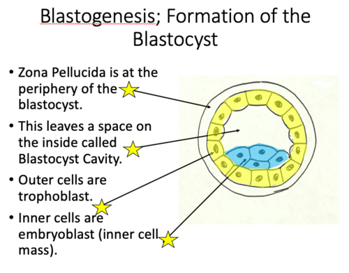 Initial Development of the Zygote Concepts Flashcards | Quizlet