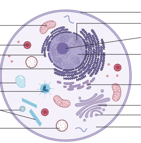 Animal Cell Structure Diagram | Quizlet