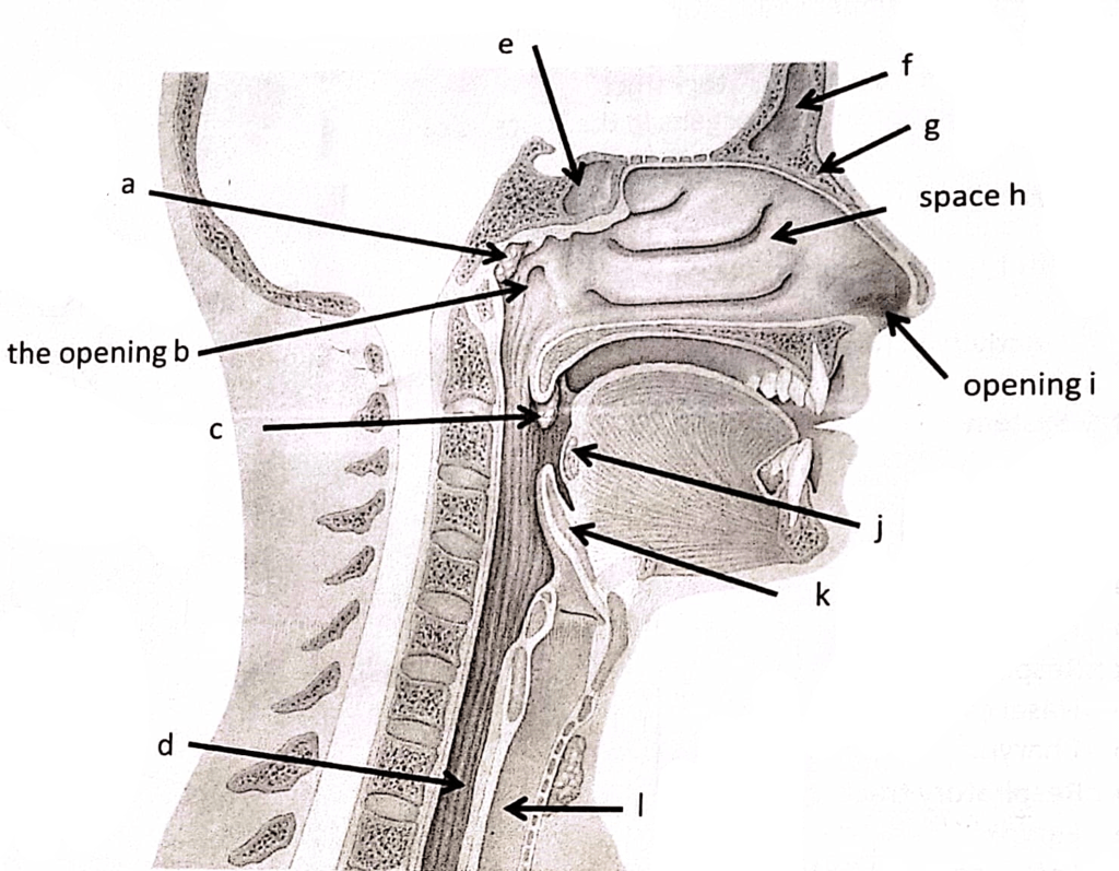 Upper Respiratory System Diagram | Quizlet