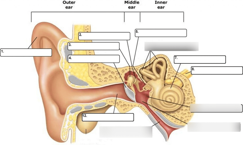 Human Ear Diagram Quizlet