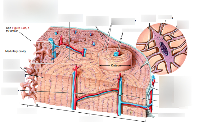 Histology of Compact and Spongy Bone Diagram | Quizlet