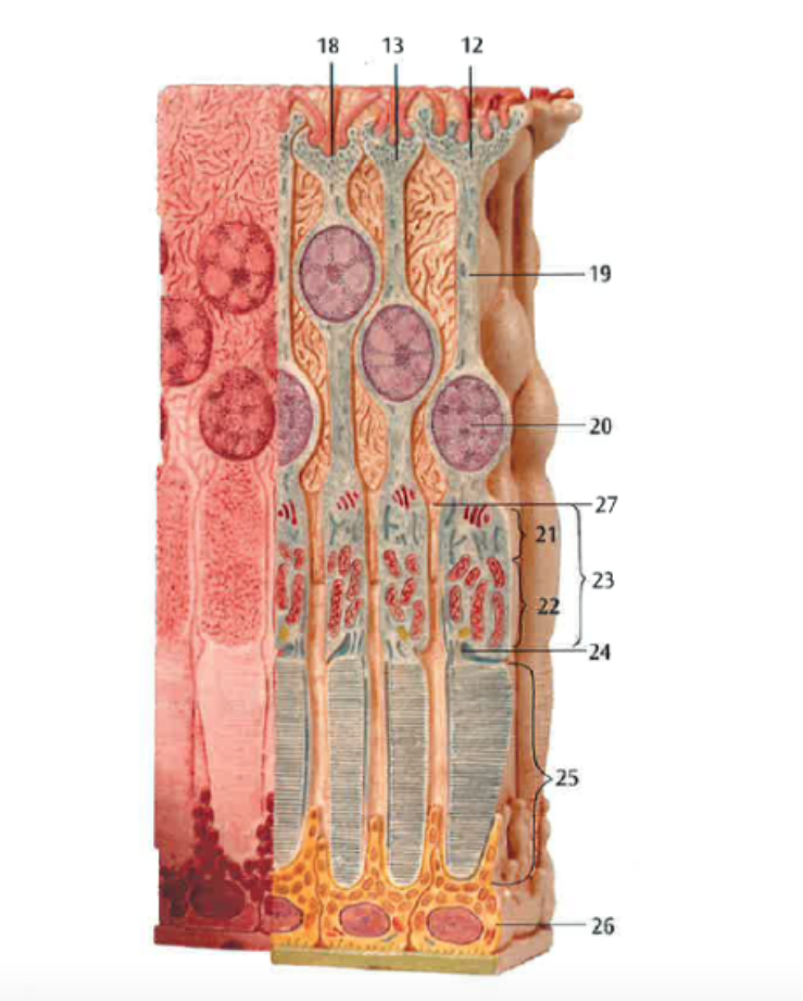 retina 2 Diagram | Quizlet