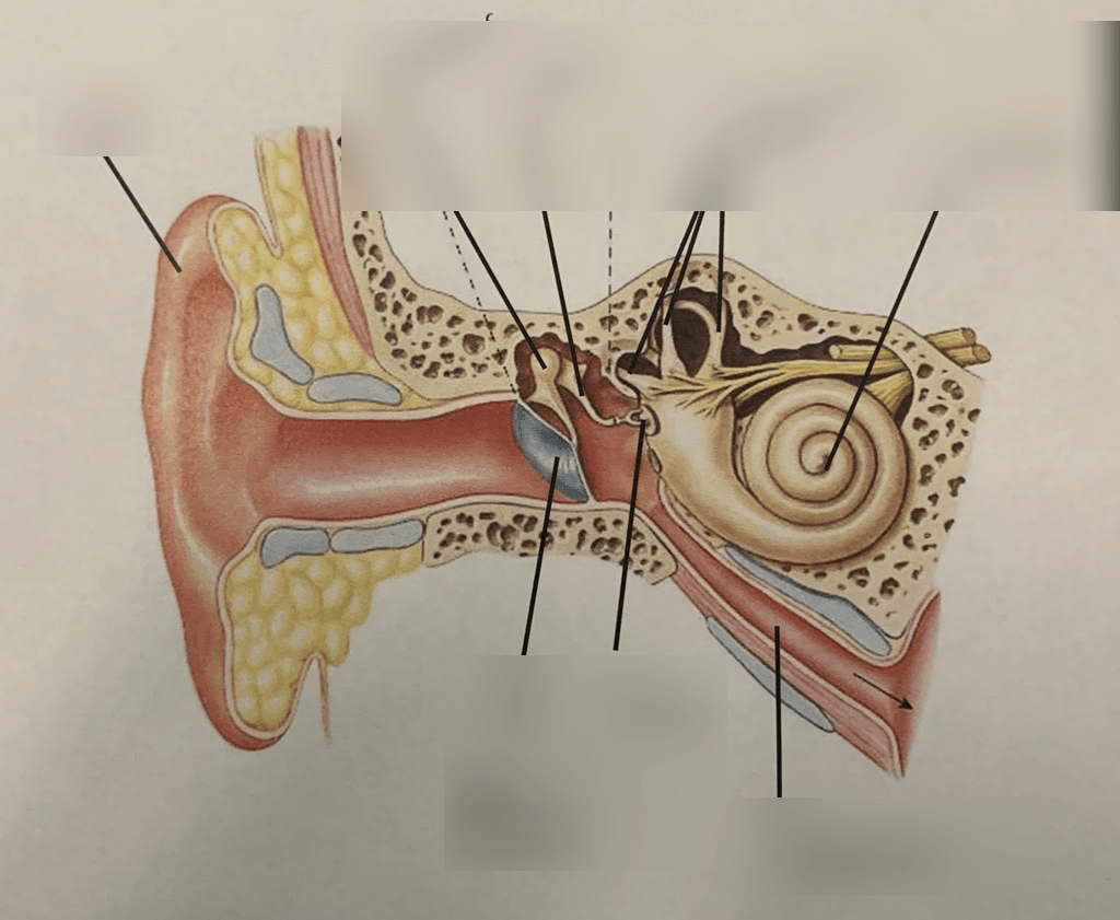Ear Labeling Diagram | Quizlet