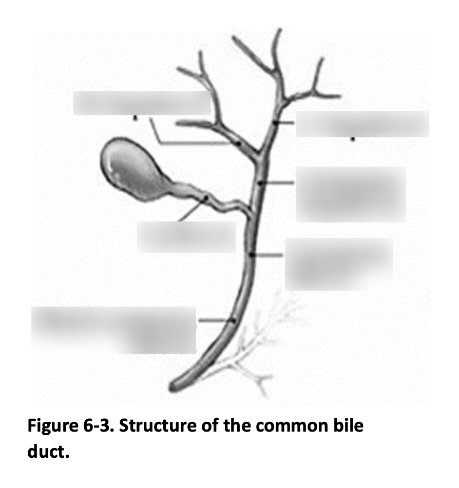 LA Anatomy: Common Bile Duct Structures Diagram | Quizlet