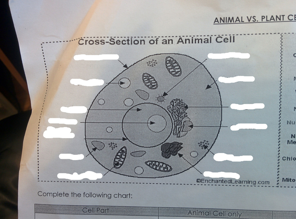 Animal Cell Quiz Part 1 Diagram | Quizlet