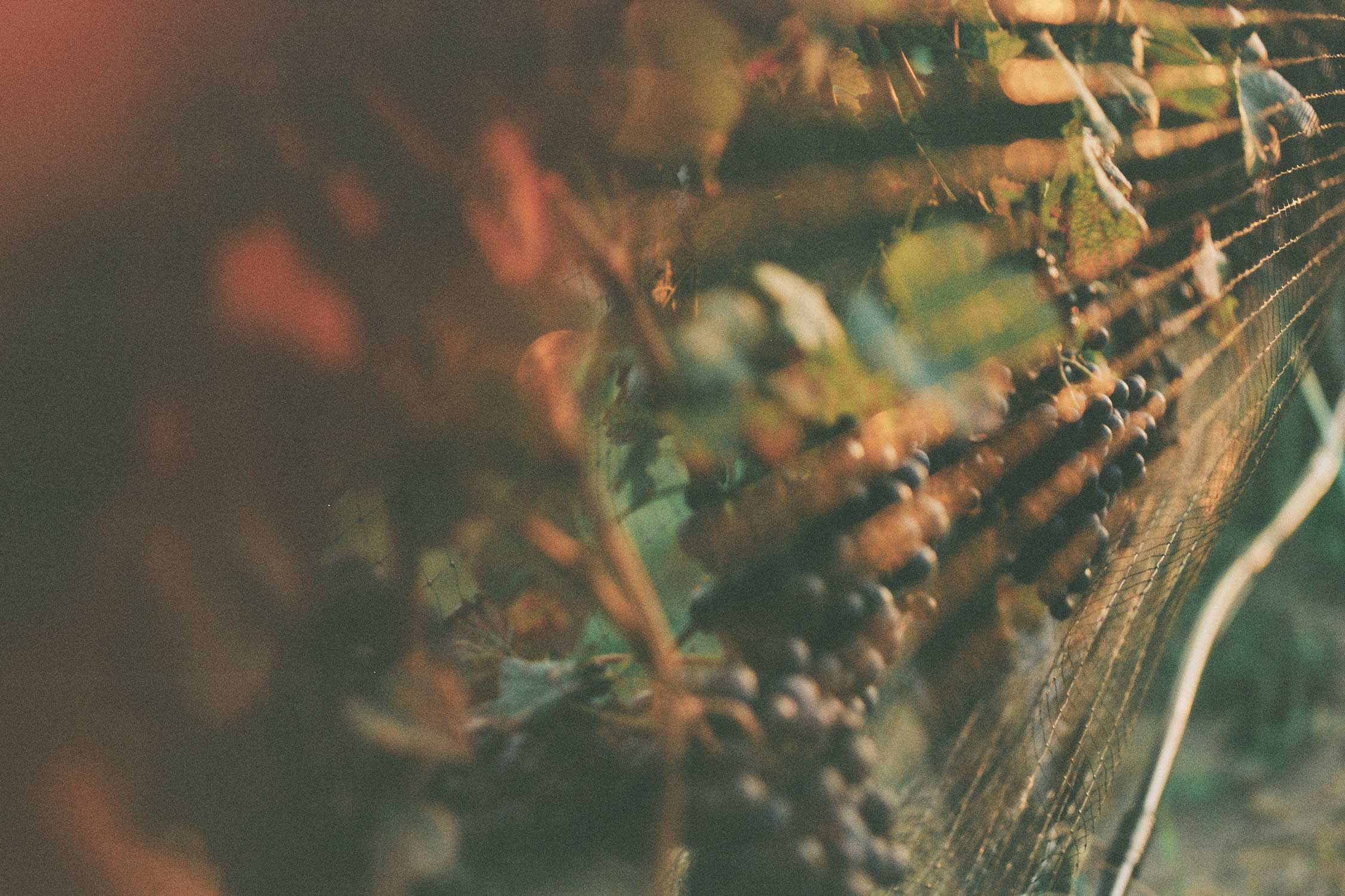 When Life Gives You Grapes... O2 Monde