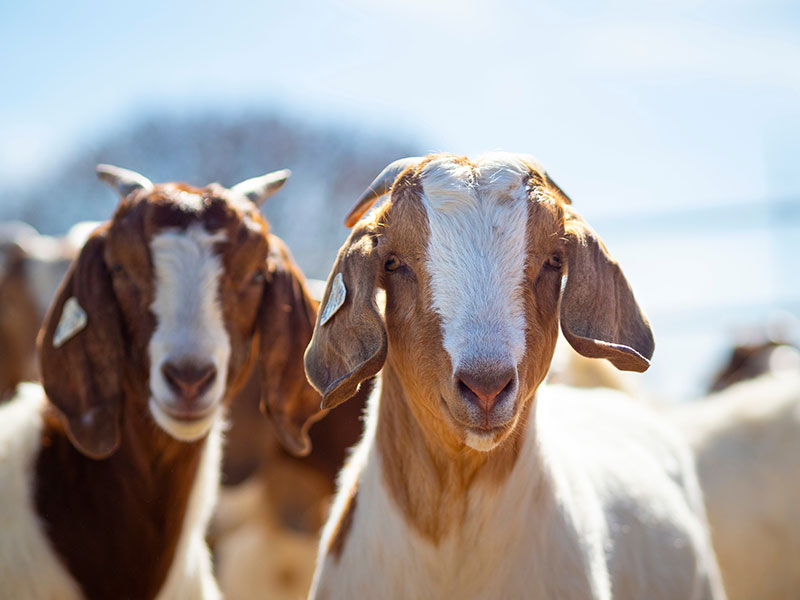 Small Ruminant Testing Oklahoma State University