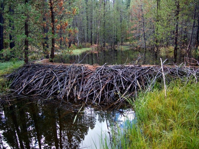 Help Us Map Beaver Sightings in California! Occidental Arts & Ecology
