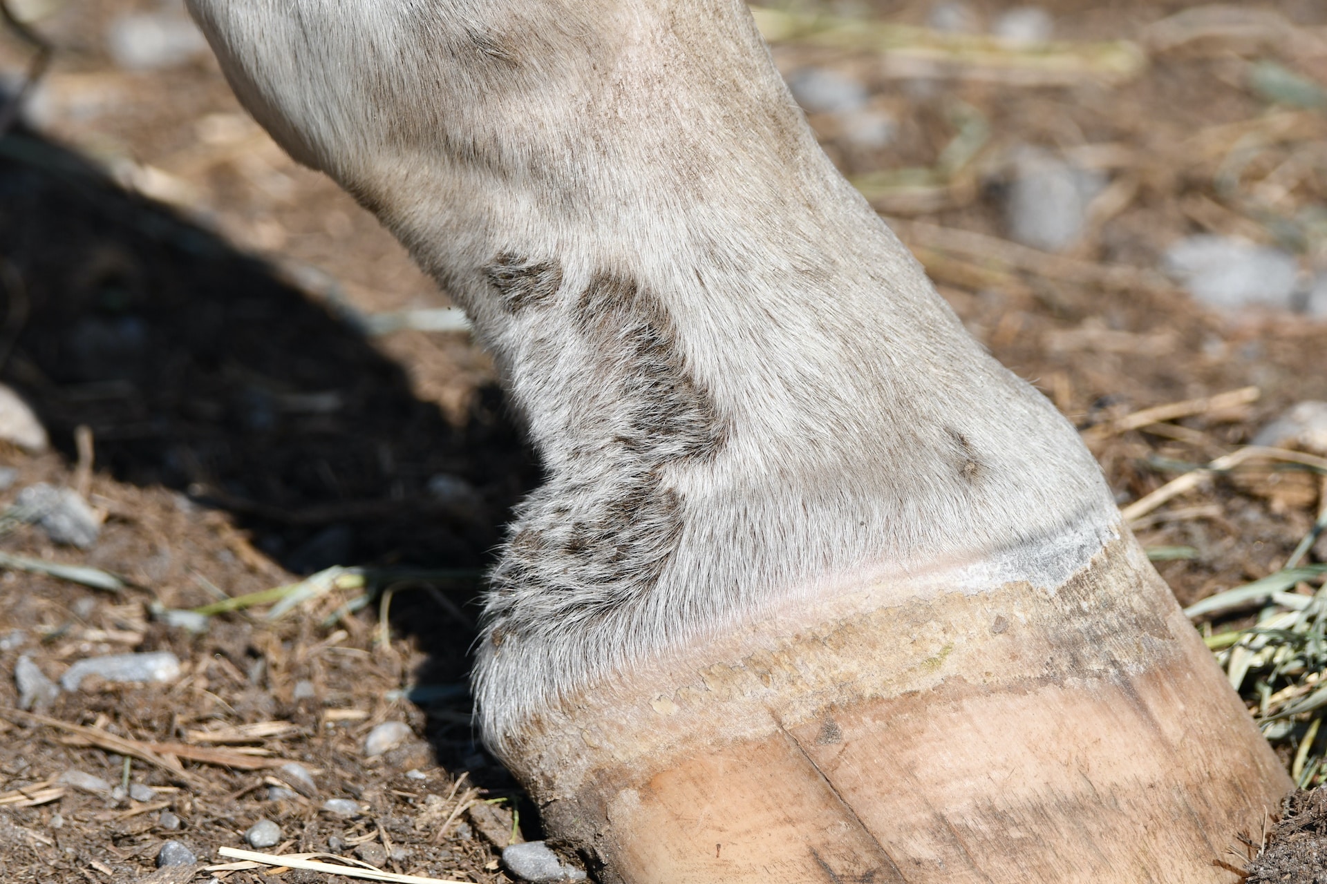 Horse Skin Conditions OA Equine