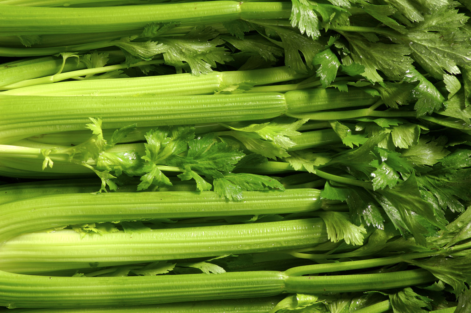 Celery O‘ahu Fresh