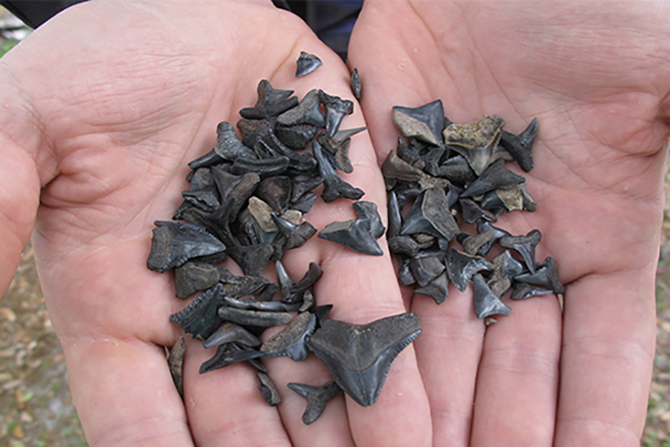 How To Hunt for Shark's Teeth Oak Island NC Vacation Guide to Oak Island NC