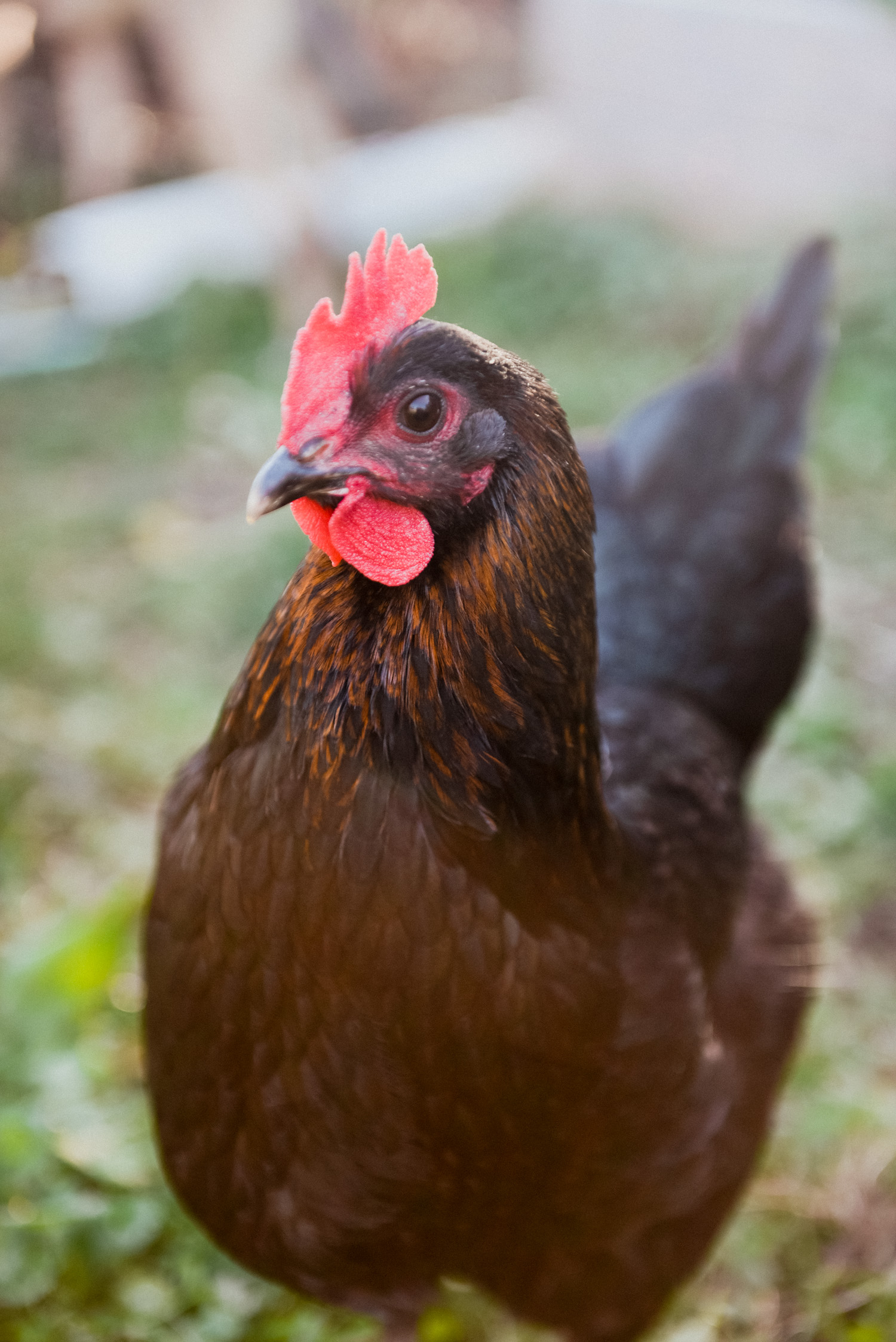 What Do Chickens Eat Safe Foods for Backyard Hens Oak Abode