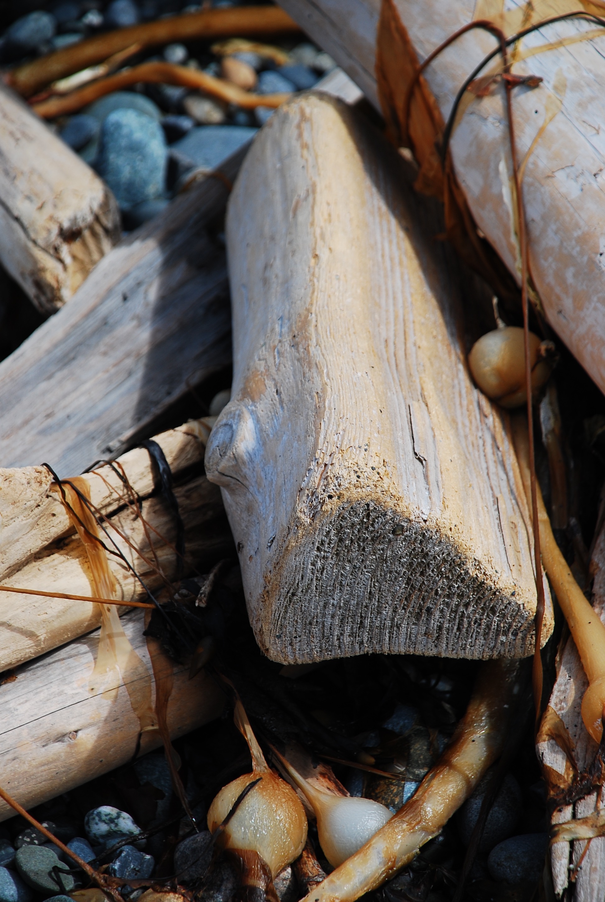 No collecting or burning driftwood Oak Bay Starfish