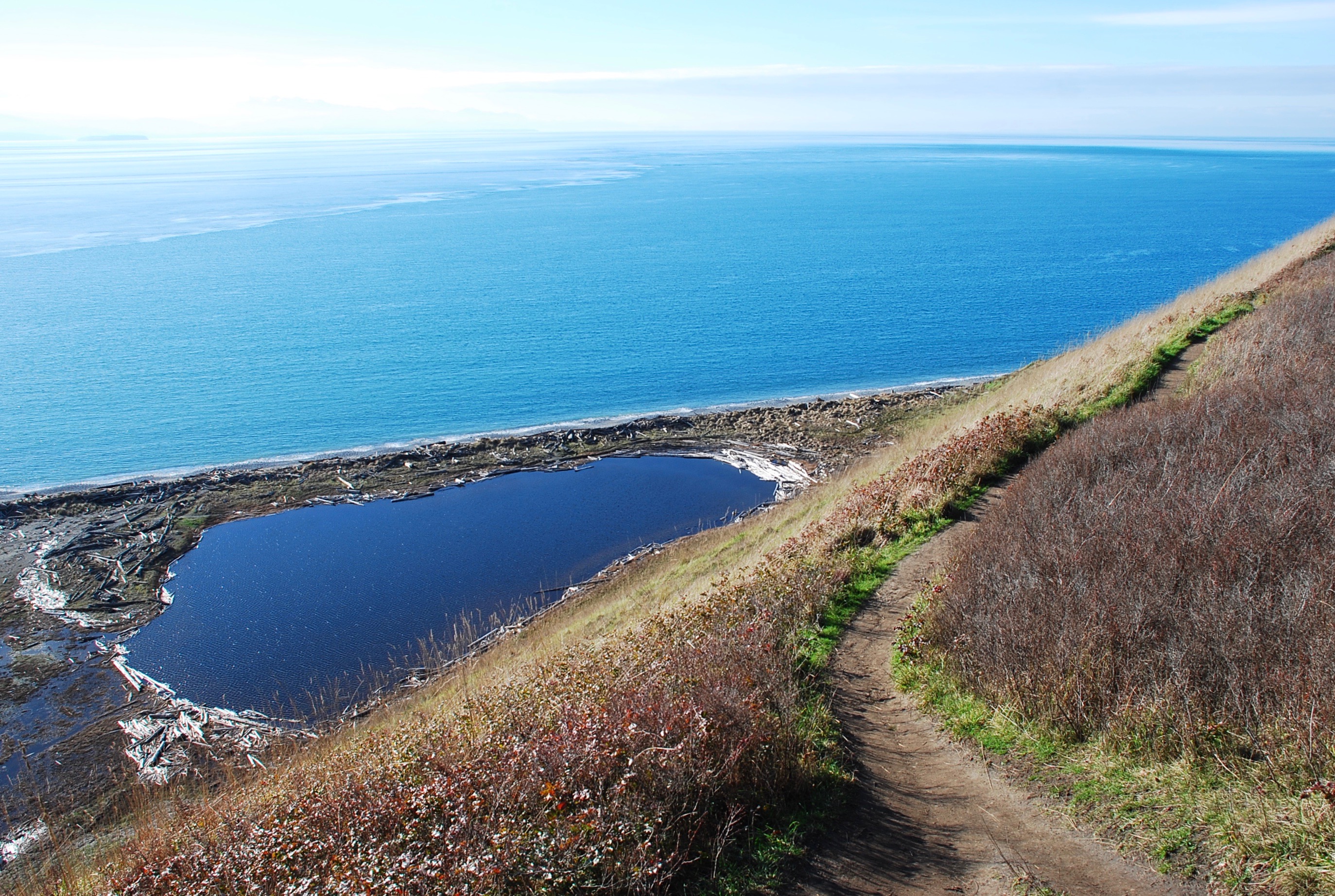 Out For A Walk Oak Bay Starfish