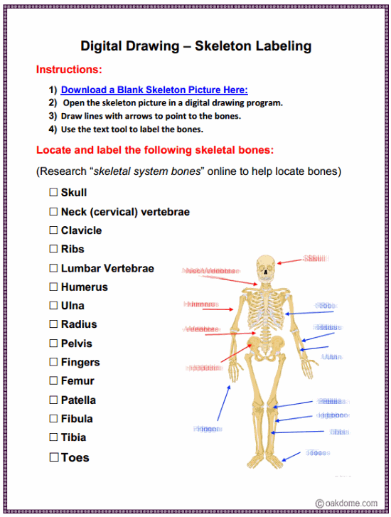 Labeling The Skeletal System K5 Computer Lab Technology