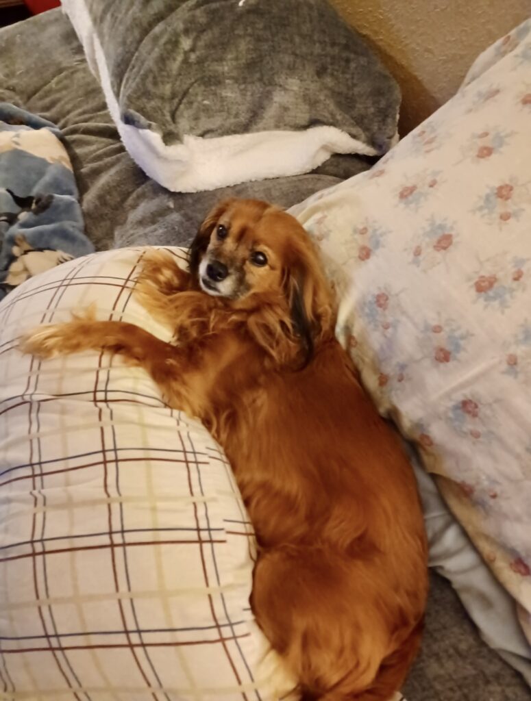 Ava Louise Coeburn Oakey's Pet Funeral Home