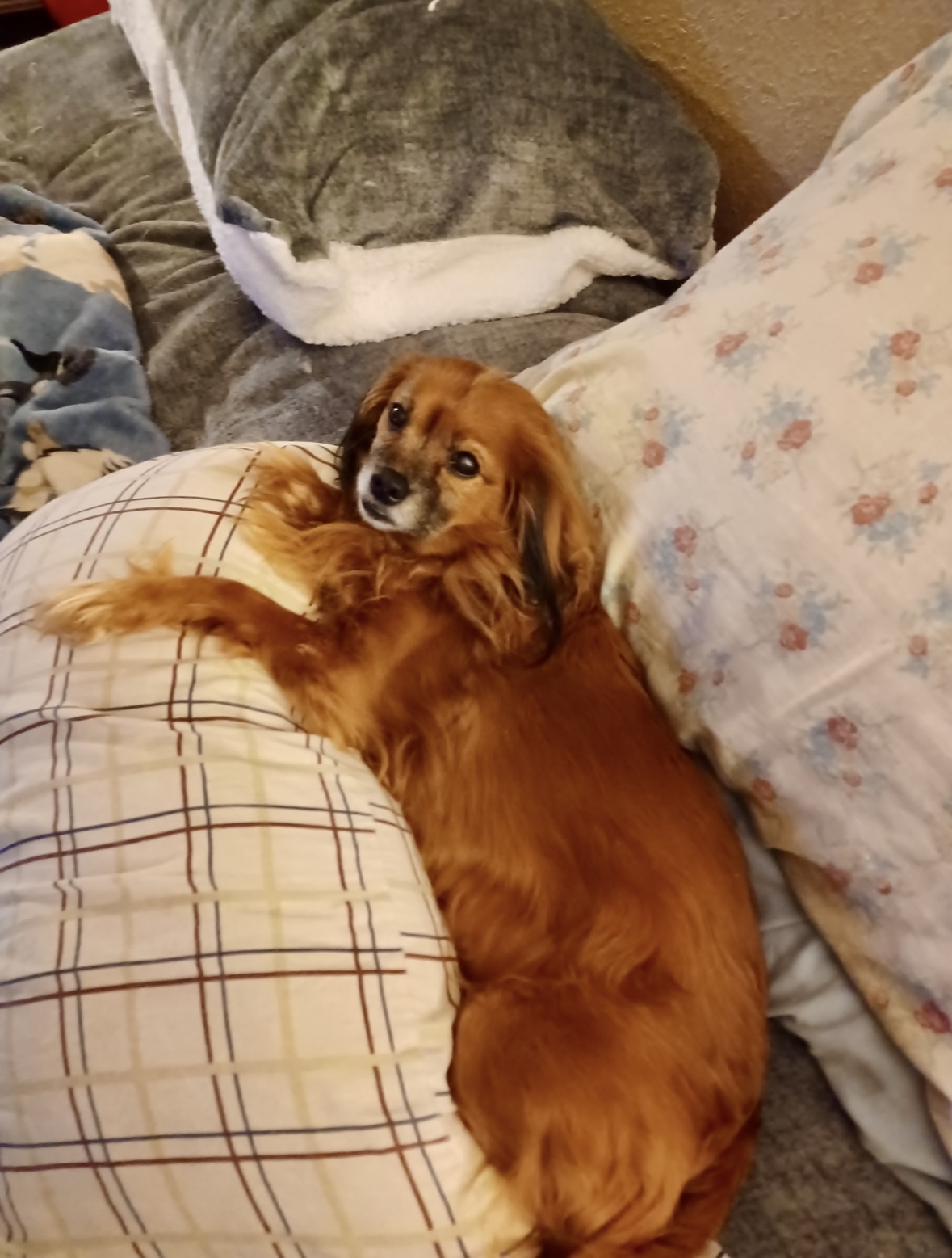 Ava Louise Coeburn Oakey's Pet Funeral Home