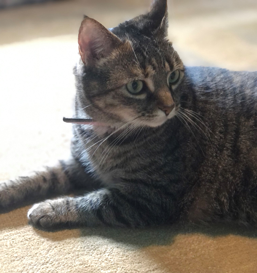 Lane Stadium McBryde Tucker Oakey's Pet Funeral Home