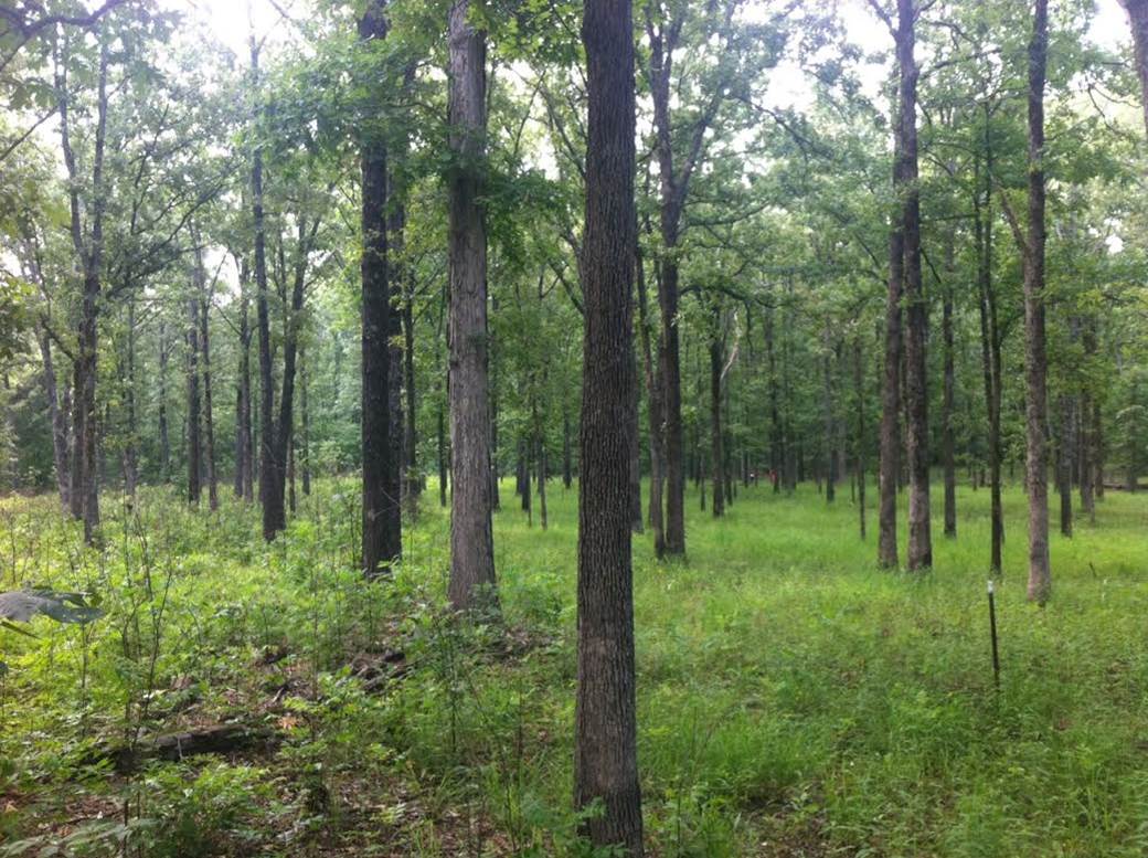 Structure and composition of an oakhickory forest after over 60 years