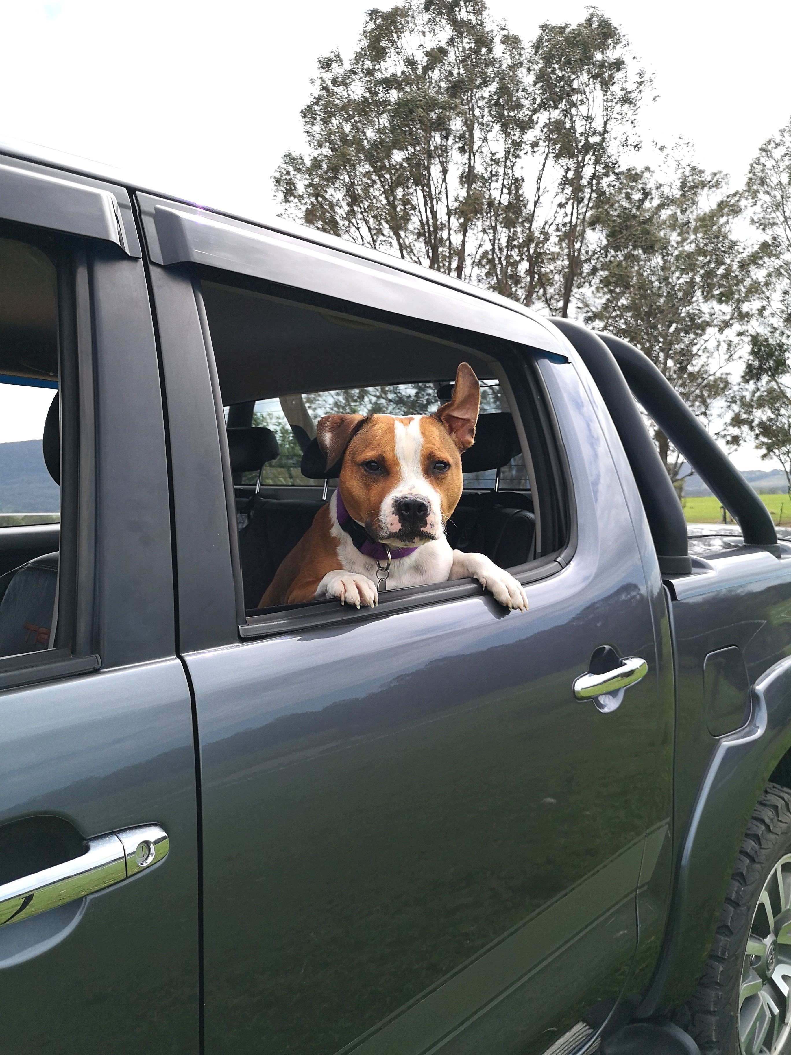 Dogs on Car Window Sills or on a Driver's LapNot a Good