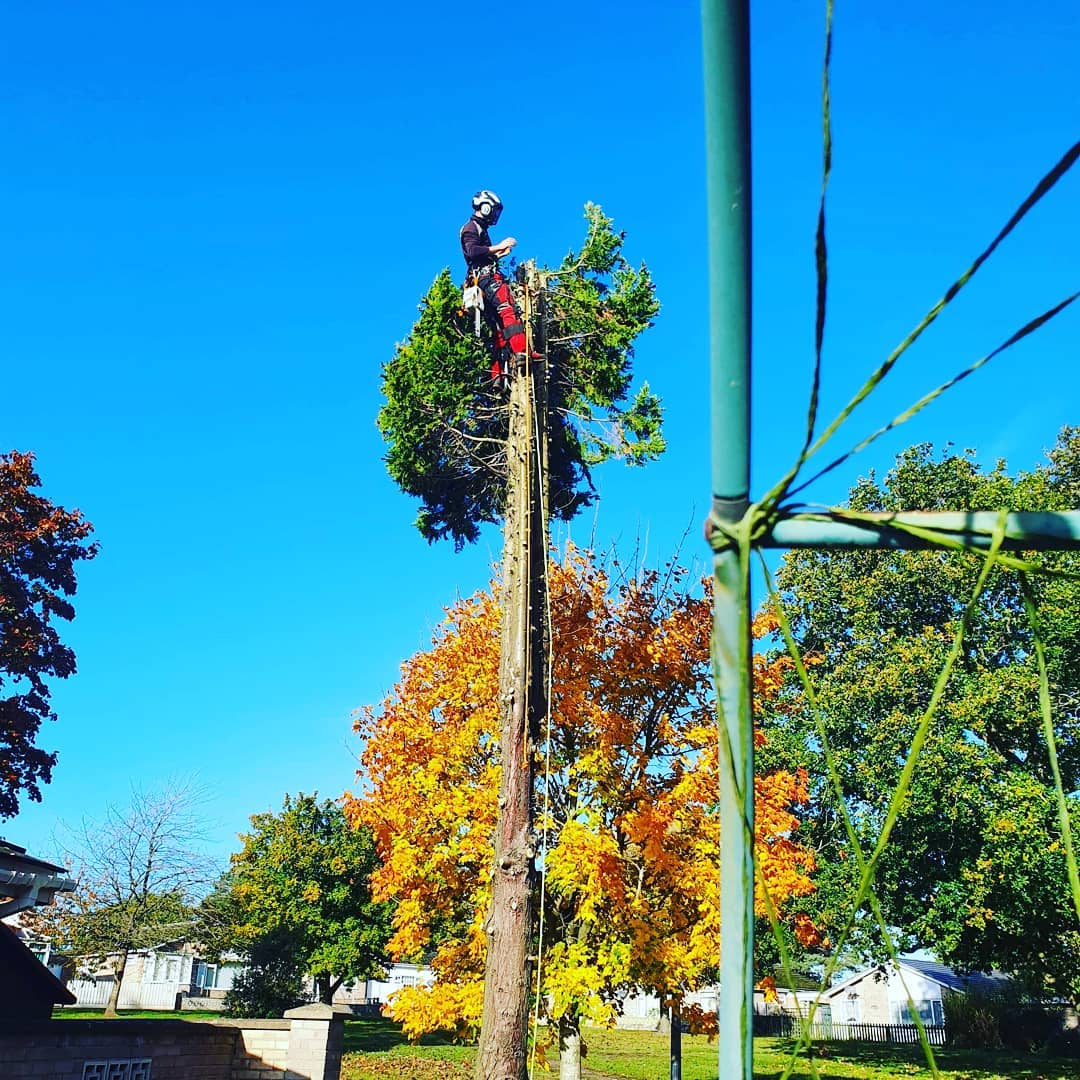 Professional Tree Surgeon Haverhill Oakhill Trees