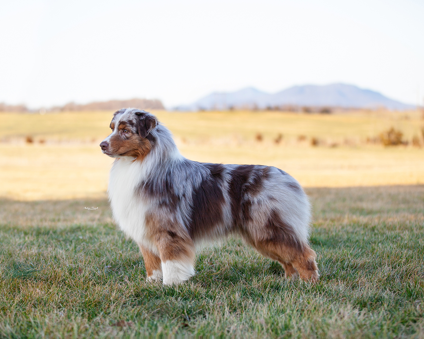 Are Australian Shepherds Recognized By Akc