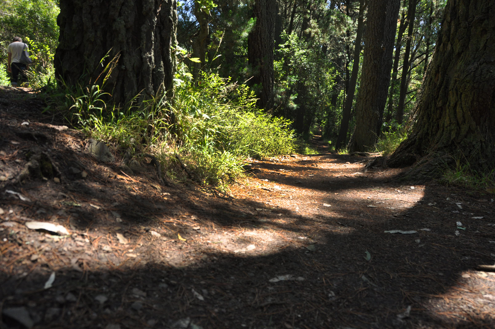 Sibley Regional Preserve A walk on Oakland's wild and volcanic side